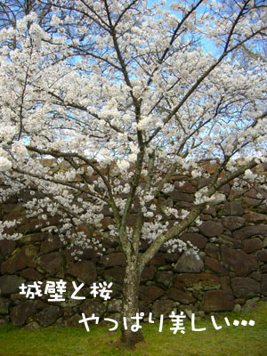 大濠公園 舞鶴公園 2009 桜