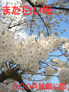 大濠公園 舞鶴公園 2009 桜