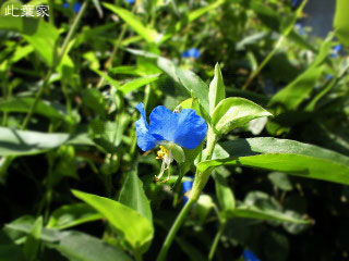 9月の雑草庭 | 雑貨を創る平和な毎日