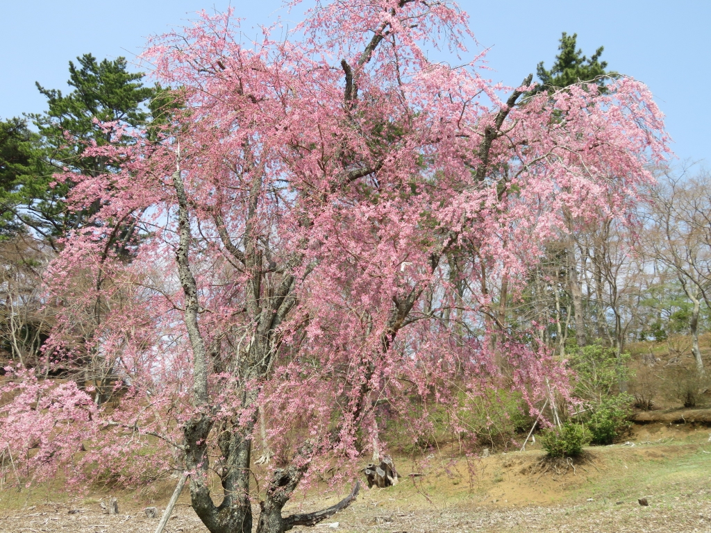 自然公園.JPG