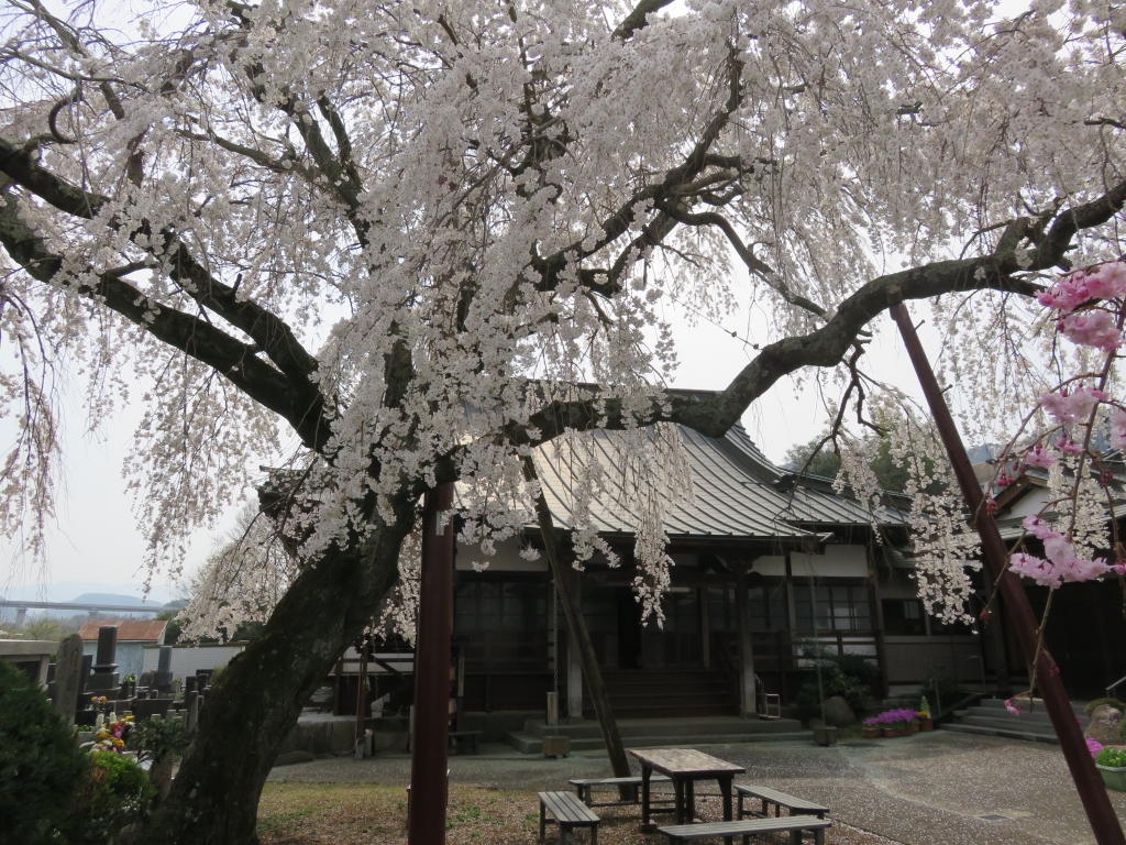西念寺4.JPG