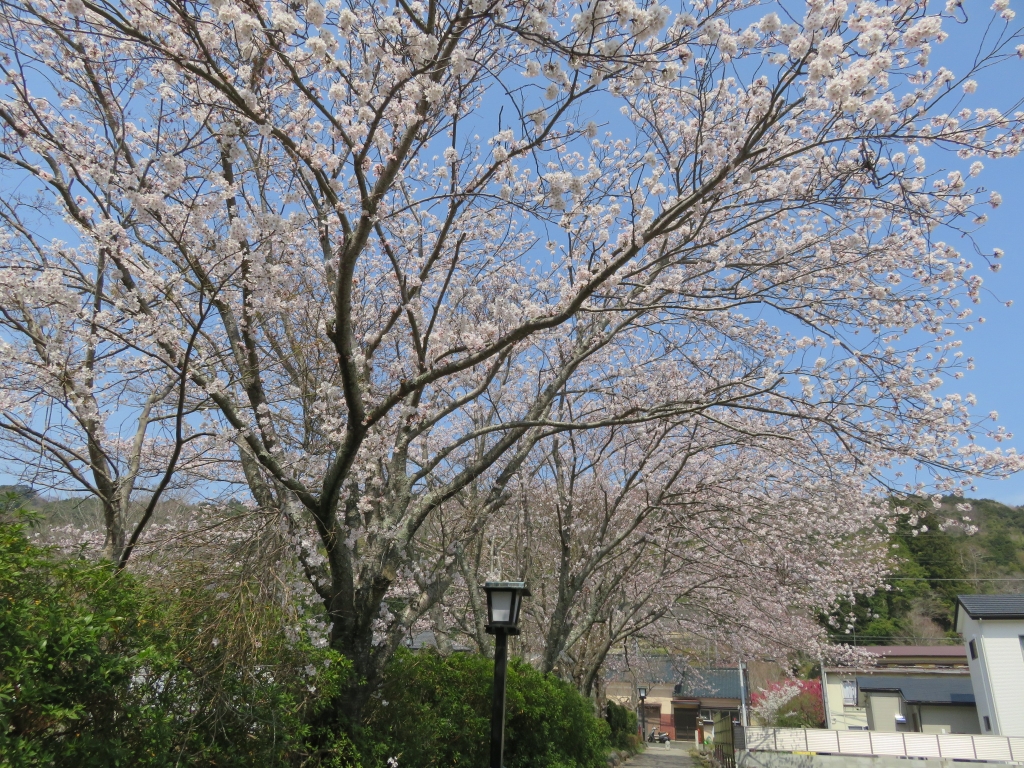 風の径 (2).JPG