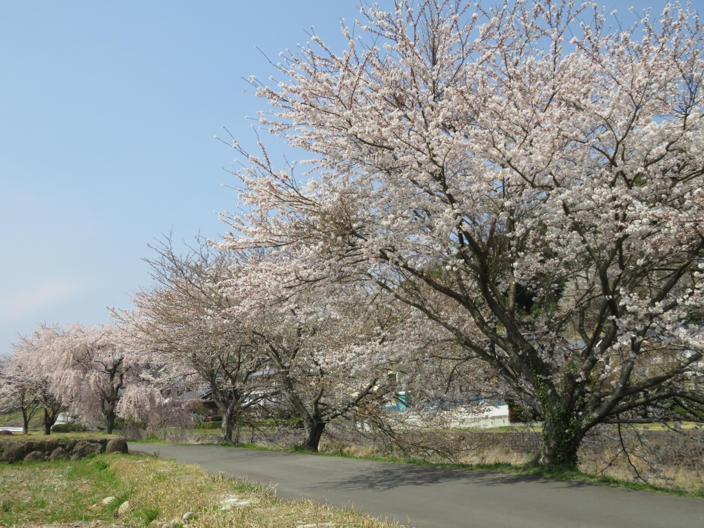 保育園横.JPG