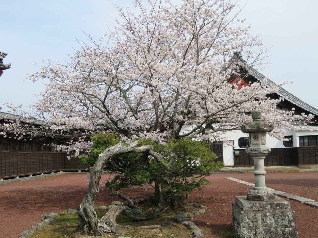 妙国寺3.JPG
