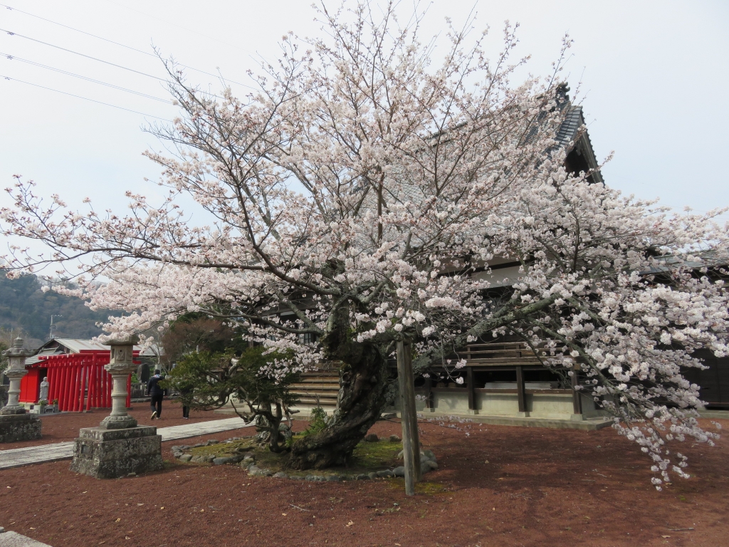 妙国寺5.JPG