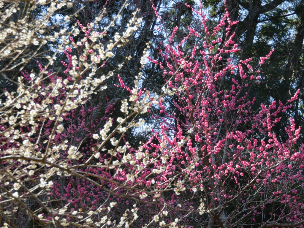 IMG_4043.JPG