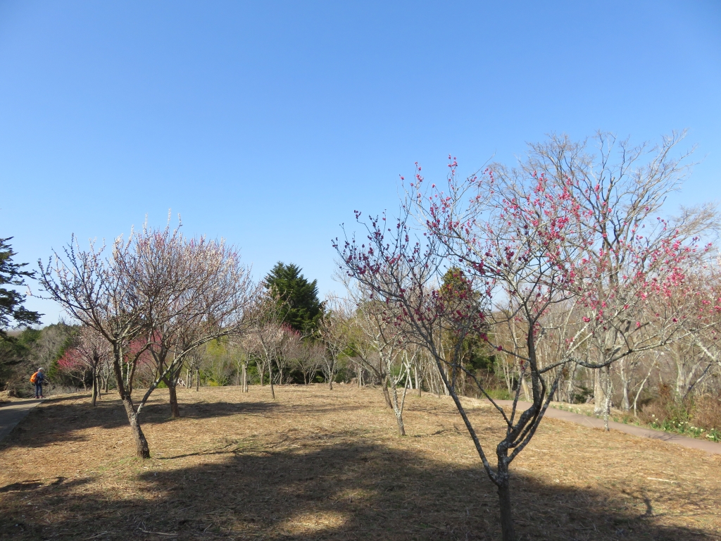 IMG_4115.JPG