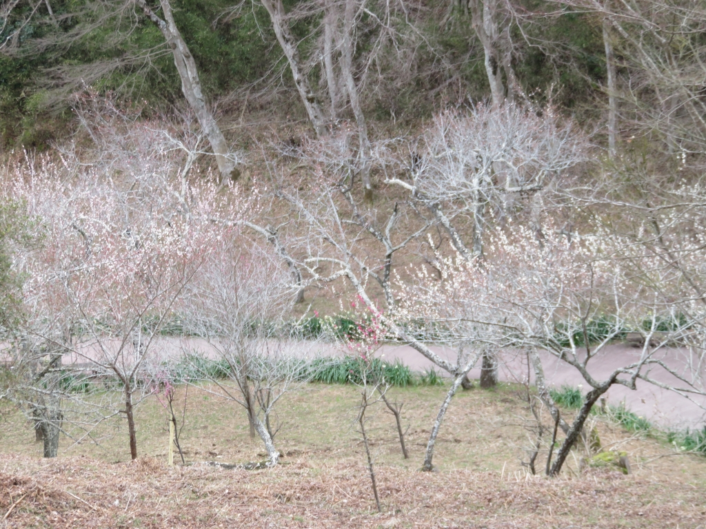 IMG_4161.JPG