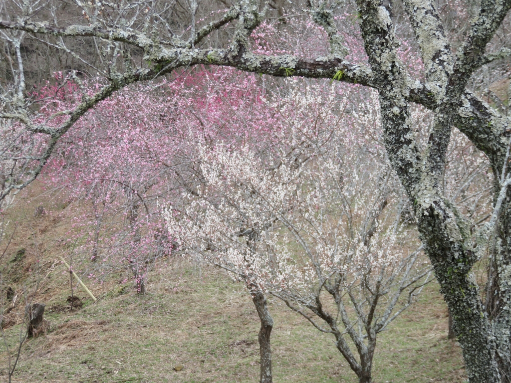 IMG_4175.JPG