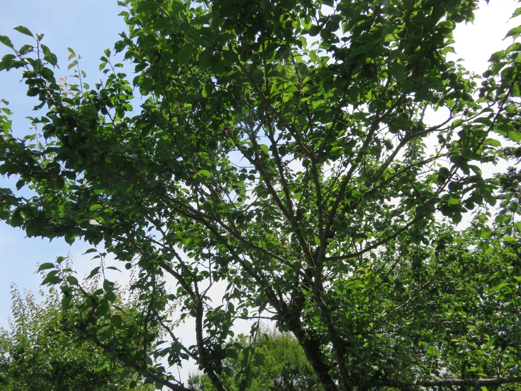 IMG_4788.JPG