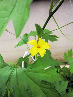ゴーヤの花が咲きました.jpg