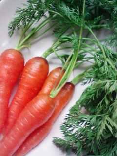 carrot