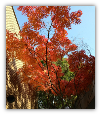131124紅葉.png