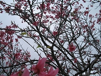 沖縄の桜