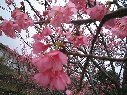 沖縄の桜2