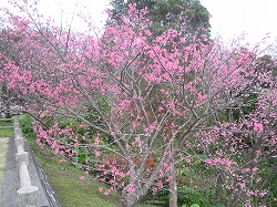 沖縄の桜3