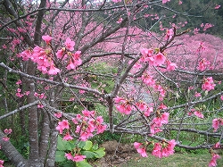 沖縄の桜です!沖縄は1月ですでに花見シーズン到来