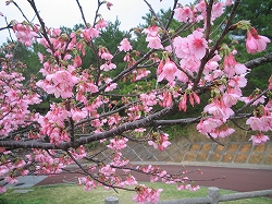 沖縄の桜6