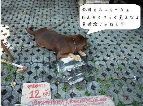 実際の人で作るのは失礼なので、犬で再現。