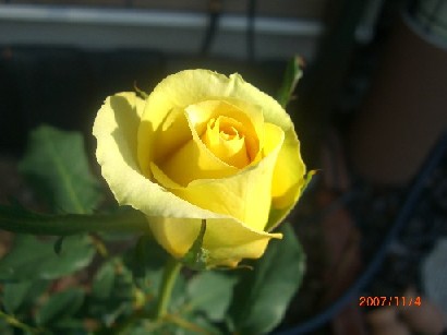 正統派の黄色い薔薇。