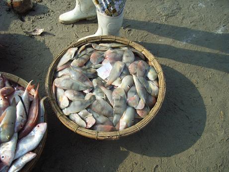 この魚・・・何??
