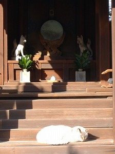 神社にいる猫って怖いんだけど。