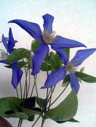 花 求人 募集 フラワーショップ
