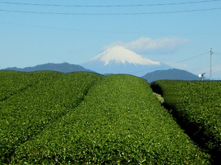 茶畑と富士山