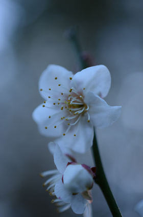 2015.02.16-no2