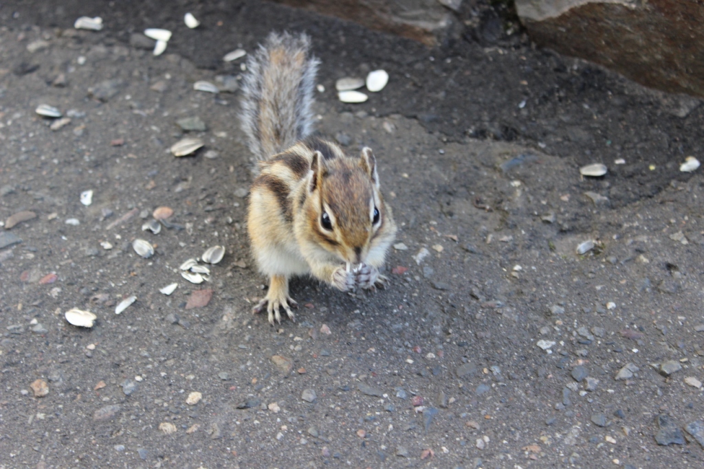IMG_3578.JPG