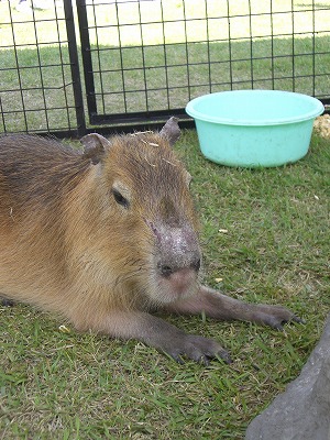 カピバラ