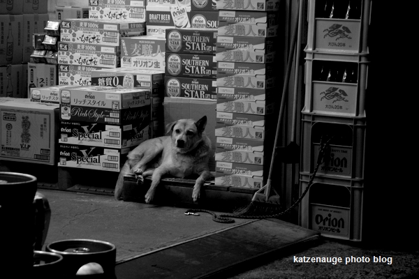 オリオンビール 犬 沖縄