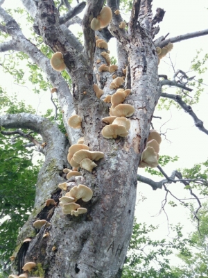 20140715085236.jpg