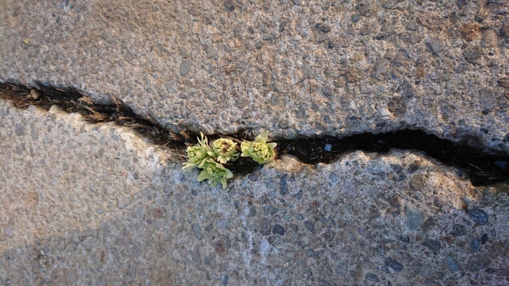 DSC_3854.JPG