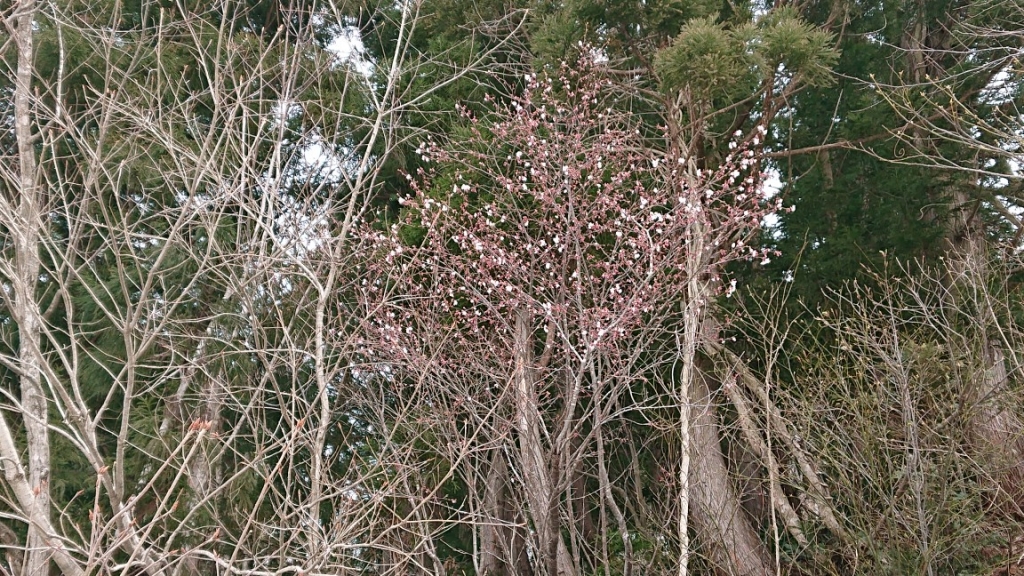 DSC_3895.JPG