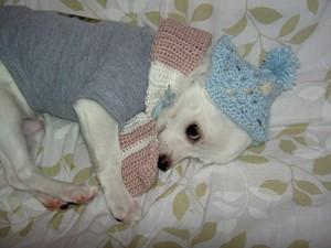 冬眠します。