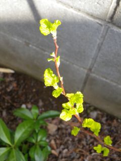 芽吹き