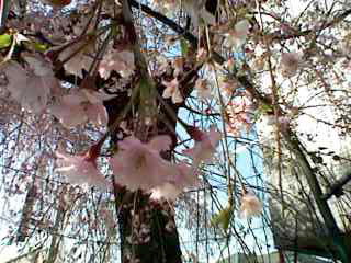 しだれ桜