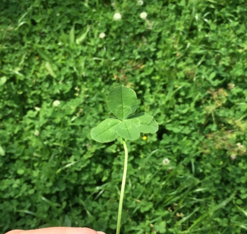 20180520»ÍÍդΥ¯¥í¡¼¥Ï?¡¼.jpg