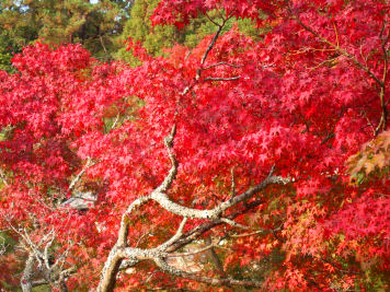 紅葉谷公園