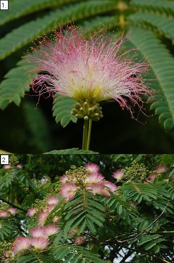 ネムノキの真っ赤な花