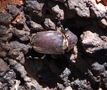 カブトムシ♀