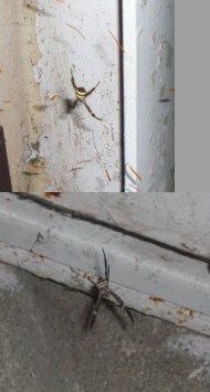 コガネグモ.駅の生き残り