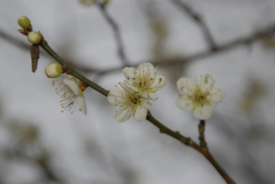 ウメの開花