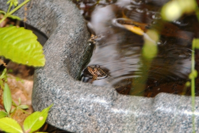 tonosamagaeru12.05.14.2.JPG