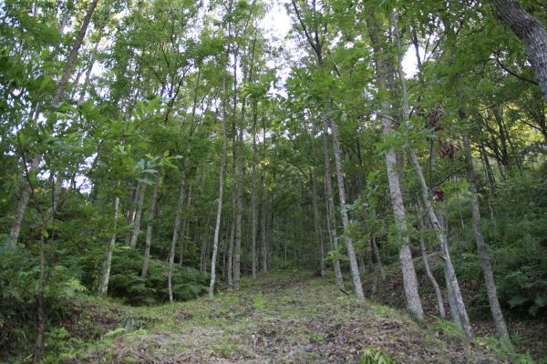 くわがた探検隊 クヌギ林の全貌を見てみ 桜田温泉 と申します