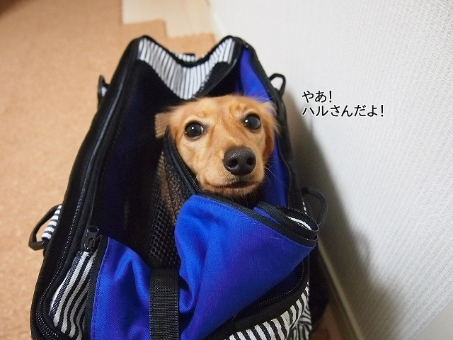 新しいイメージ5.JPG
