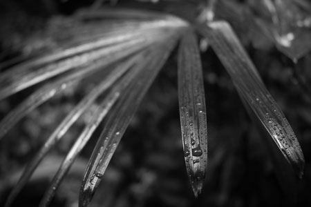 雨
