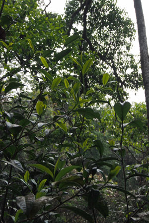 丁家老寨山頂の野生茶
