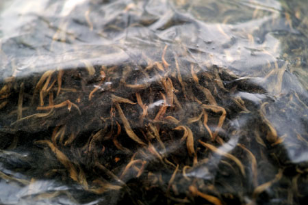 南糯山生態紅茶2013年